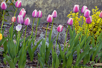 Image showing Tulips