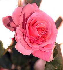 Image showing Solitary Rose