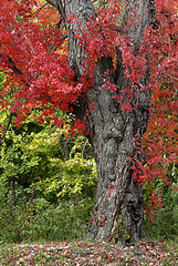 Image showing Fall Foliage