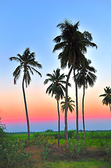 Image showing Palm Tree