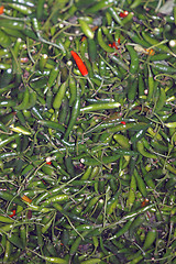 Image showing Green Chillies