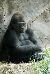 Image showing Gorilla