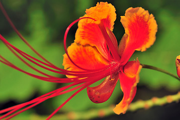 Image showing Gulmohar