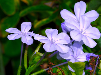 Image showing Violets