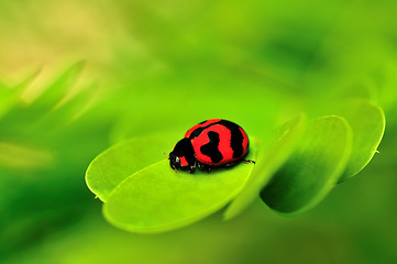 Image showing Lady Bug