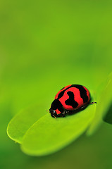 Image showing Lady Bug