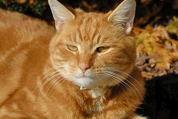 Image showing Cat