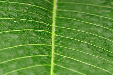 Image showing Leaf