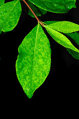 Image showing dew drops