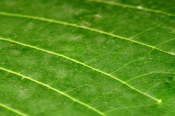 Image showing Leaf