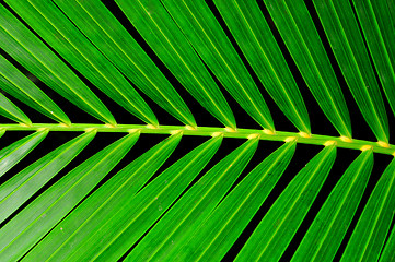 Image showing Palm Leaf