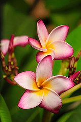 Image showing Frangipani