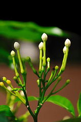 Image showing Jasmine