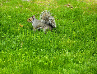 Image showing Squirrel