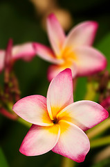 Image showing Frangipani