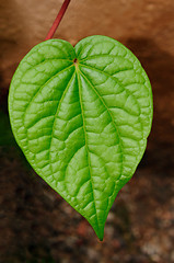 Image showing Leaf Macro