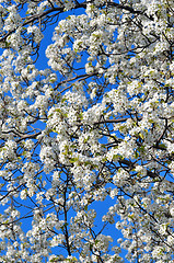 Image showing Cherry Blossoms