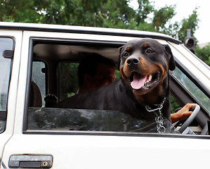 Image showing Dog looking through car window