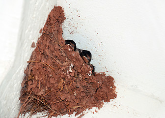 Image showing Swallow nest