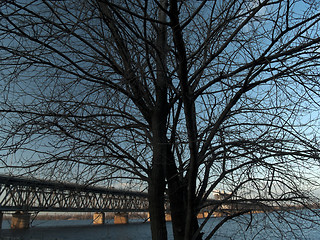 Image showing Lonely tree and bridge