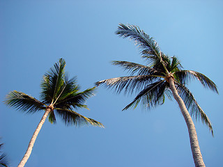 Image showing Palm trees