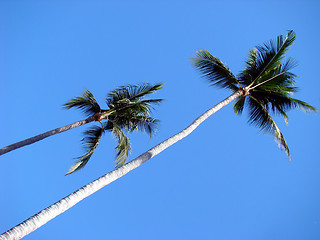 Image showing Palm trees