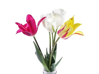 Image showing tulips