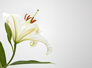 Image showing white lilly