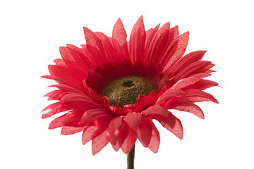 Image showing red flower