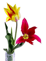 Image showing tulips