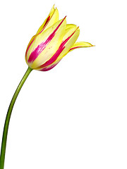 Image showing tulip #2