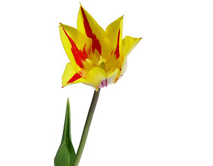 Image showing tulip #3