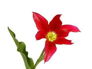 Image showing tulip