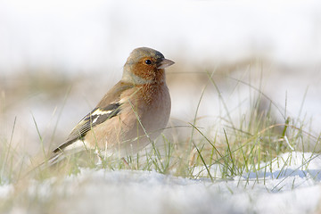 Image showing Chaffinch in the snow