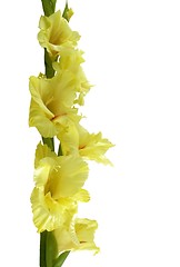 Image showing flower boarder