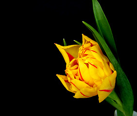 Image showing Tulip