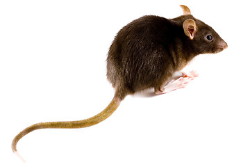 Image showing Brown Rat