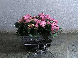 Image showing Kalanchoe