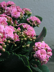 Image showing Kalanchoe