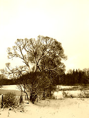 Image showing Tree in winter