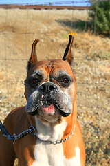 Image showing Boxer Dog