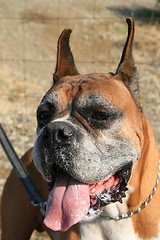 Image showing Boxer Dog