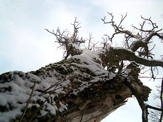 Image showing Tree in sky, winter