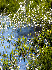 Image showing Flooded grass field