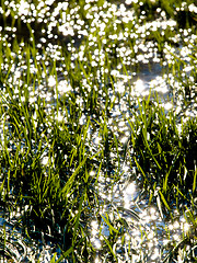 Image showing Flooded grass field