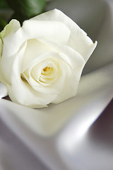 Image showing white rose