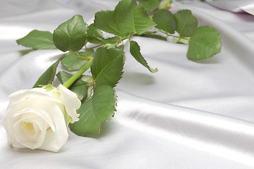 Image showing  white rose