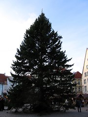 Image showing christmas tree