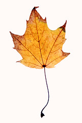Image showing Autumn leaf background