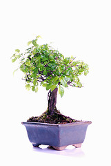 Image showing Bonsai tree